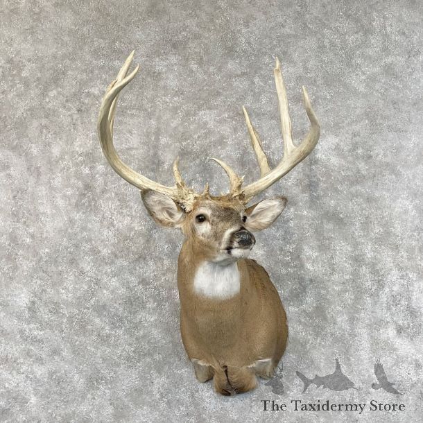 Whitetail Deer Shoulder Mount For Sale #28422 @ The Taxidermy Store