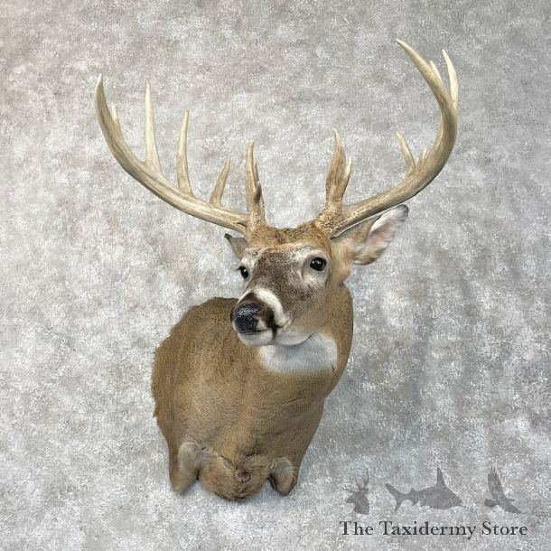 Whitetail Deer Shoulder Mount For Sale #28423 @ The Taxidermy Store