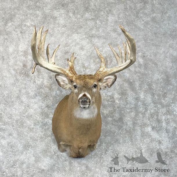 Whitetail Deer Shoulder Mount For Sale #28441 - The Taxidermy Store