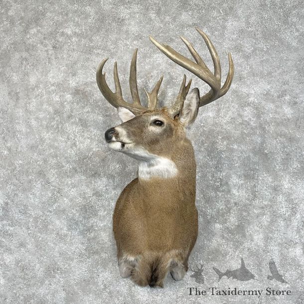 Whitetail Deer Shoulder Mount For Sale #28442 - The Taxidermy Store