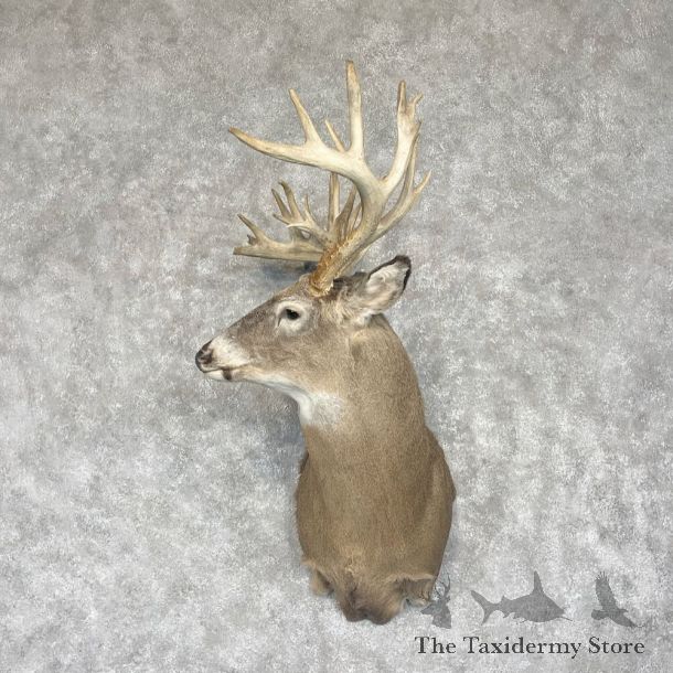 Whitetail Deer Shoulder Mount For Sale #28548 @ The Taxidermy Store