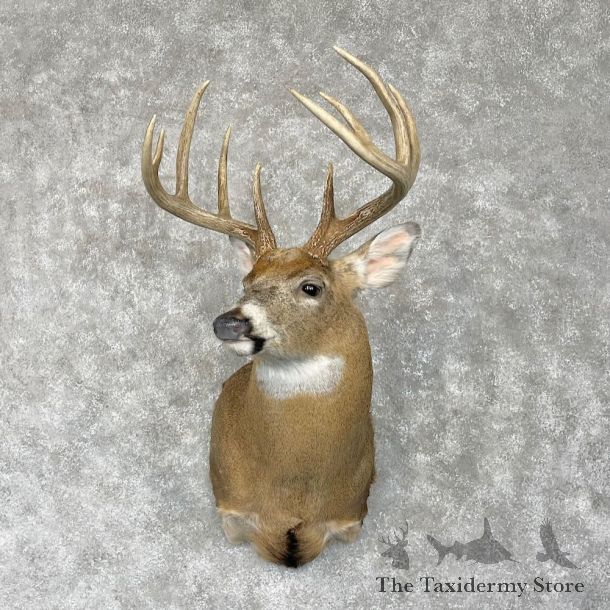 Whitetail Deer Shoulder Mount For Sale #28564 @ The Taxidermy Store