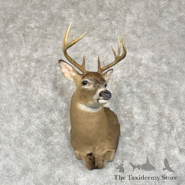 Whitetail Deer Shoulder Mount For Sale #28565 - The Taxidermy Store