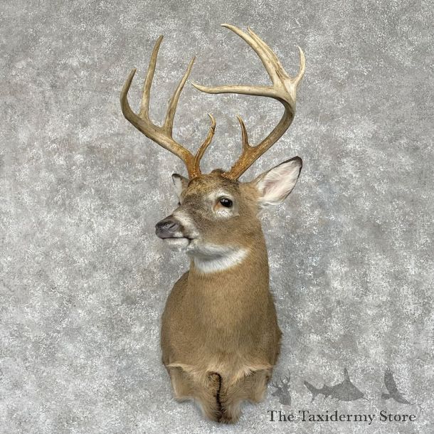 Whitetail Deer Shoulder Mount For Sale #28566 - The Taxidermy Store