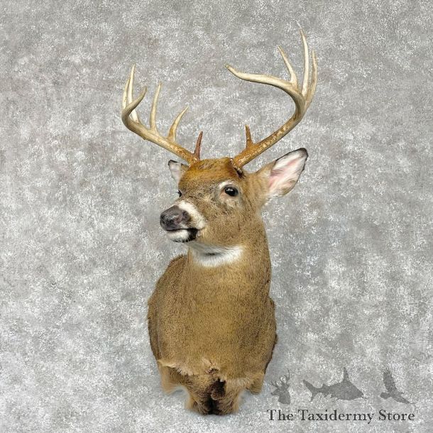 Whitetail Deer Shoulder Mount For Sale #28567 - The Taxidermy Store