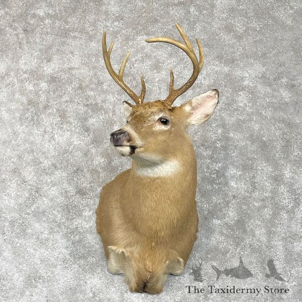 Whitetail Deer Shoulder Mount For Sale #28568 - The Taxidermy Store