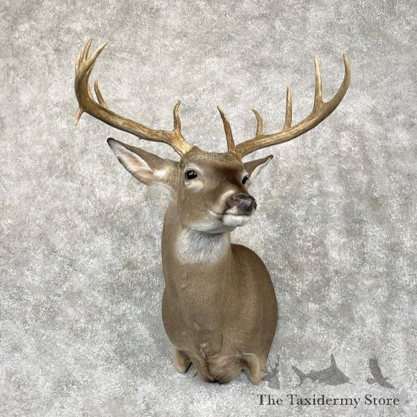 Whitetail Deer Shoulder Mount For Sale #28685 - The Taxidermy Store