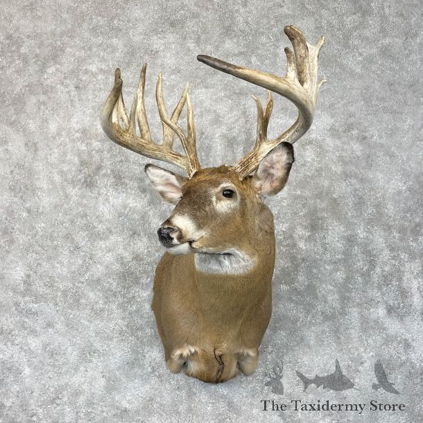 Whitetail Deer Shoulder Mount For Sale #28687 @ The Taxidermy Store