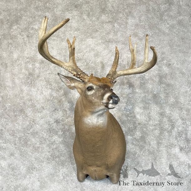 Whitetail Deer Shoulder Mount For Sale #28706 - The Taxidermy Store
