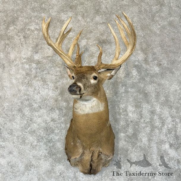 Whitetail Deer Shoulder Mount For Sale #28767 - The Taxidermy Store