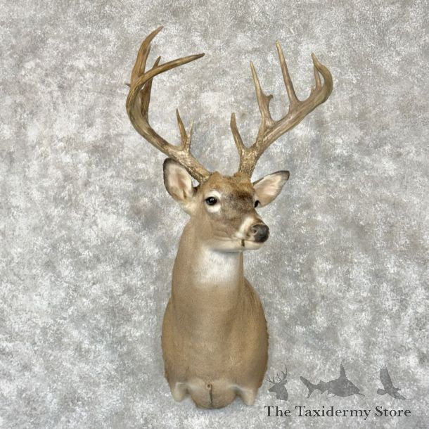 Whitetail Deer Shoulder Mount For Sale #28146 - The Taxidermy Store