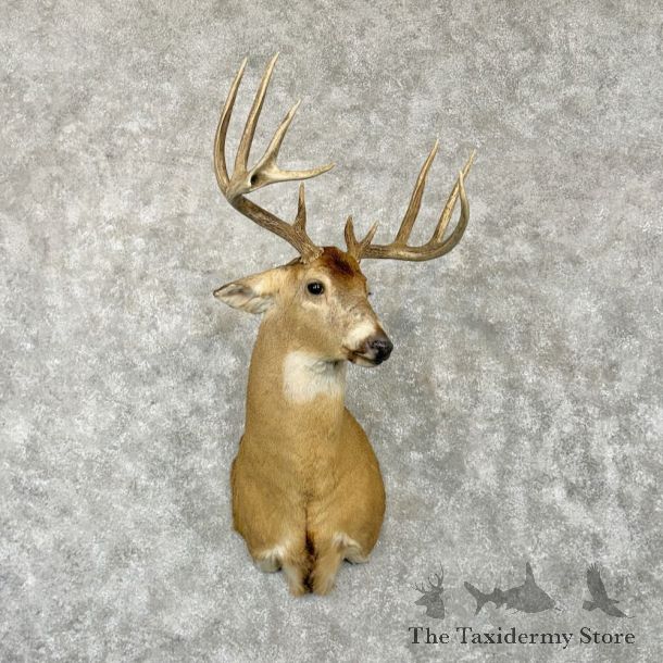 Whitetail Deer Shoulder Mount For Sale #29013 @ The Taxidermy Store
