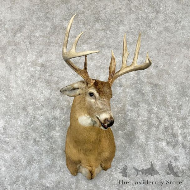 Whitetail Deer Shoulder Mount For Sale #29014 @ The Taxidermy Store