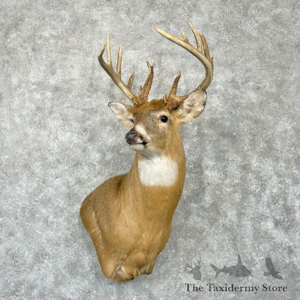 Whitetail Deer Shoulder Mount For Sale #29015 @ The Taxidermy Store