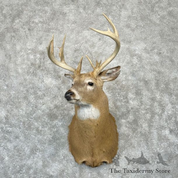 Whitetail Deer Shoulder Mount For Sale #29016 - The Taxidermy Store