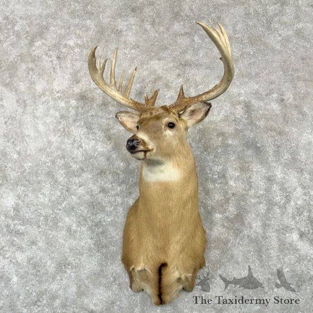 Whitetail Deer Shoulder Mount For Sale #29017 @ The Taxidermy Store