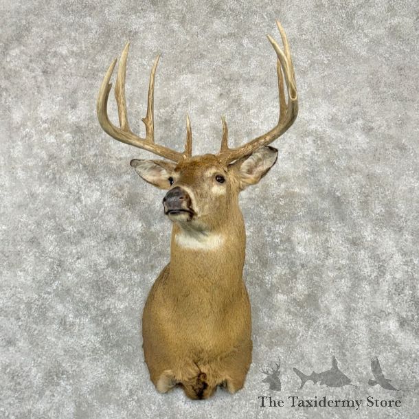 Whitetail Deer Shoulder Mount For Sale #29018 @ The Taxidermy Store