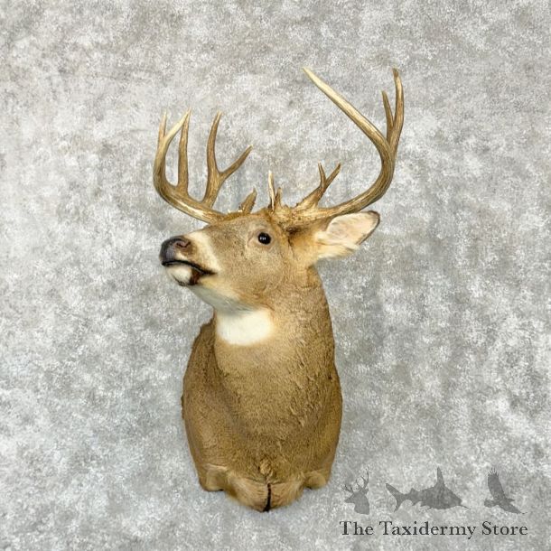 Whitetail Deer Shoulder Mount For Sale #29019 @ The Taxidermy Store