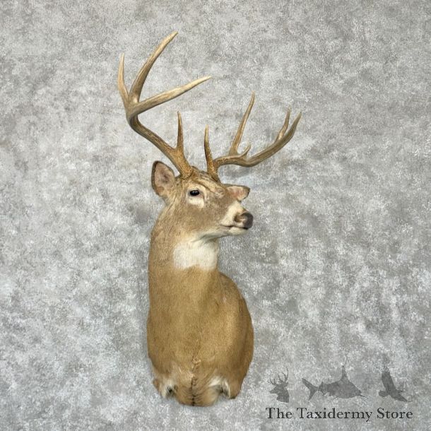 Whitetail Deer Shoulder Mount For Sale #29020 @ The Taxidermy Store