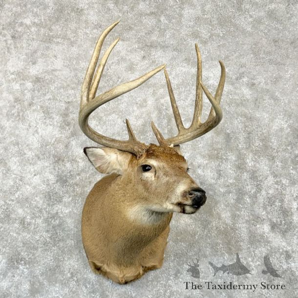 Whitetail Deer Shoulder Mount For Sale #29021 @ The Taxidermy Store