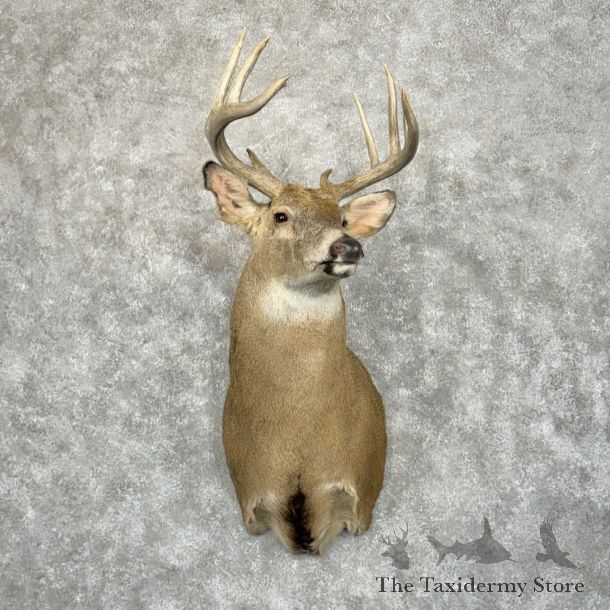 Whitetail Deer Shoulder Mount For Sale #29026 @ The Taxidermy Store