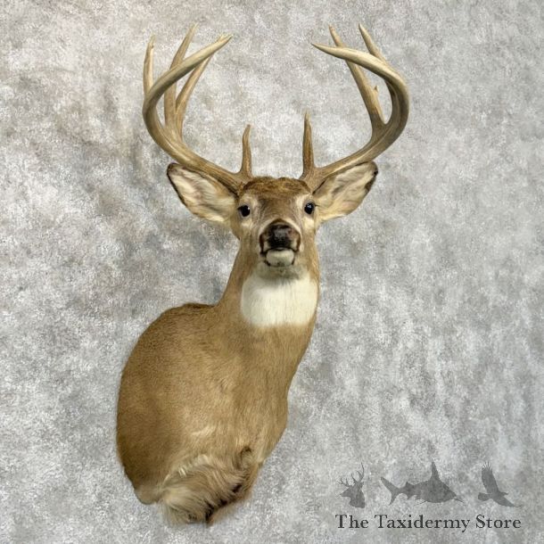 Whitetail Deer Shoulder Mount For Sale #29026 @ The Taxidermy Store