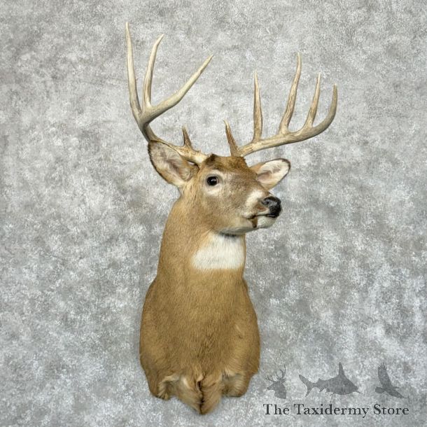 Whitetail Deer Shoulder Mount For Sale #29020 @ The Taxidermy Store