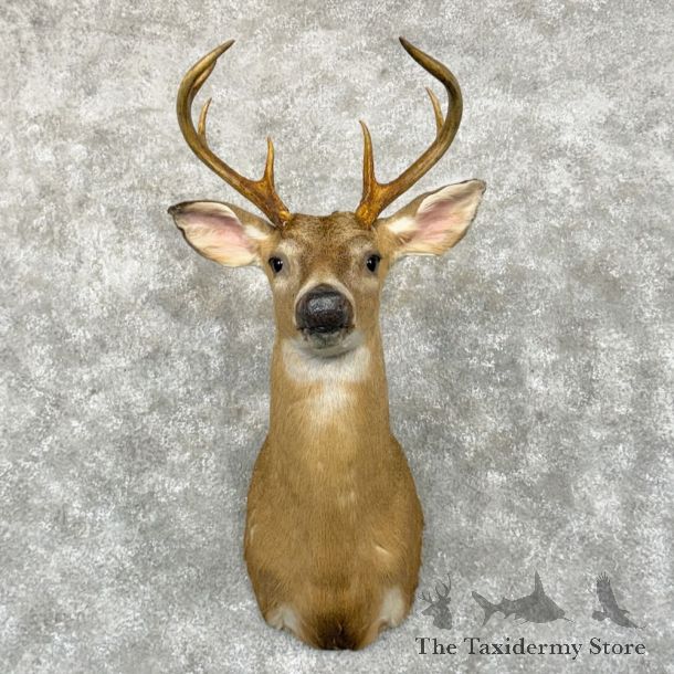 Whitetail Deer Shoulder Mount For Sale #29043 - The Taxidermy Store