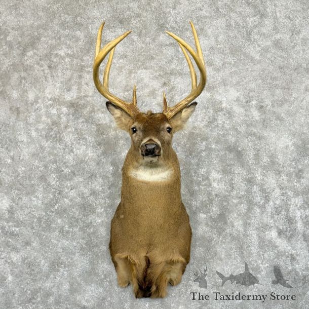 Whitetail Deer Shoulder Mount For Sale #28006 @ The Taxidermy Store