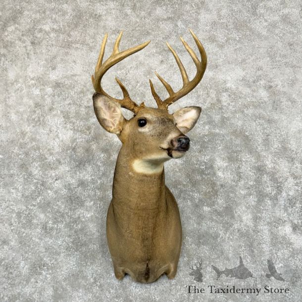 Whitetail Deer Shoulder Mount #25732 For Sale - The Taxidermy Store