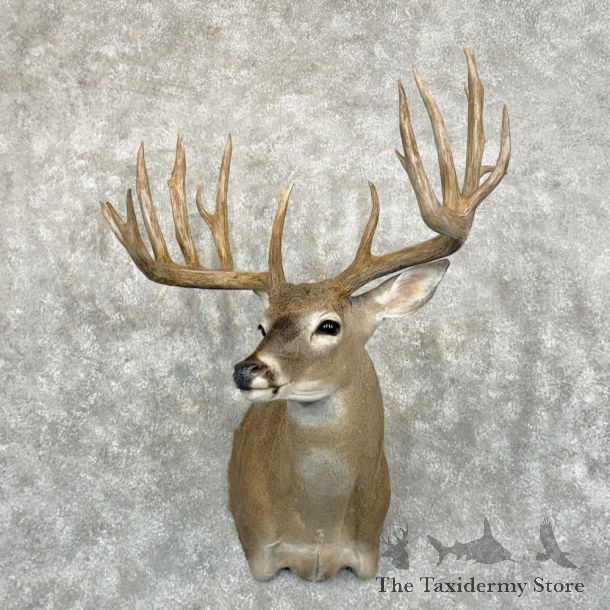 Whitetail Deer Wall Pedestal Shoulder Mount #23851 For Sale - The Taxidermy Store