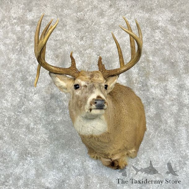Whitetail Deer Shoulder Mount For Sale #28021 - The Taxidermy Store
