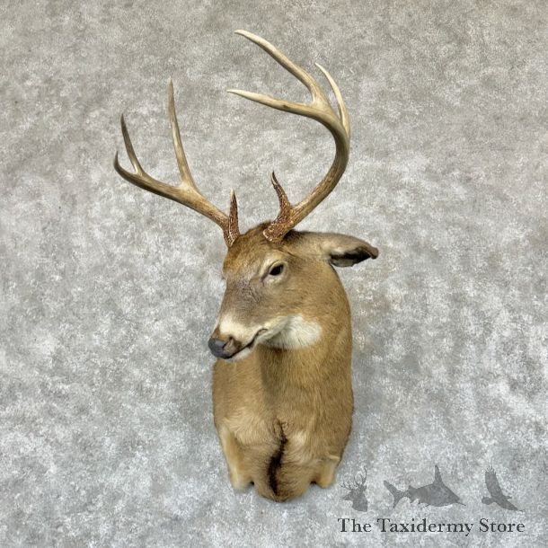 Whitetail Deer Shoulder Mount #24670 For Sale - The Taxidermy Store