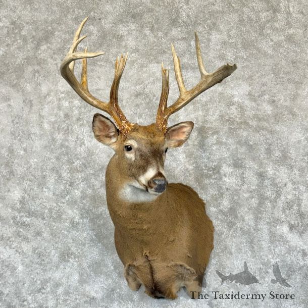 Whitetail Deer Shoulder Mount For Sale #28080 @ The Taxidermy Store