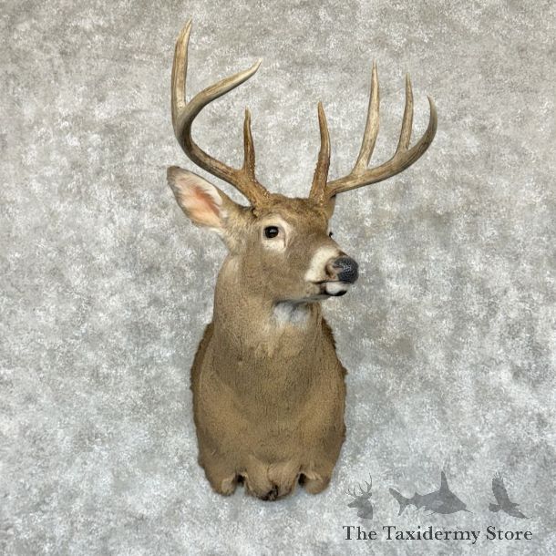 Whitetail Deer Shoulder Mount For Sale #28165 - The Taxidermy Store
