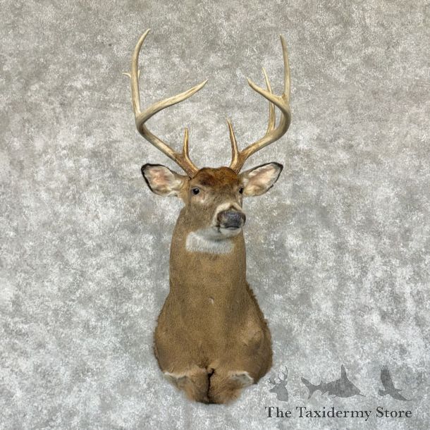 Whitetail Deer Shoulder Mount For Sale #29045 - The Taxidermy Store