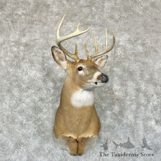 Whitetail Deer Shoulder Mount For Sale #29045 - The Taxidermy Store