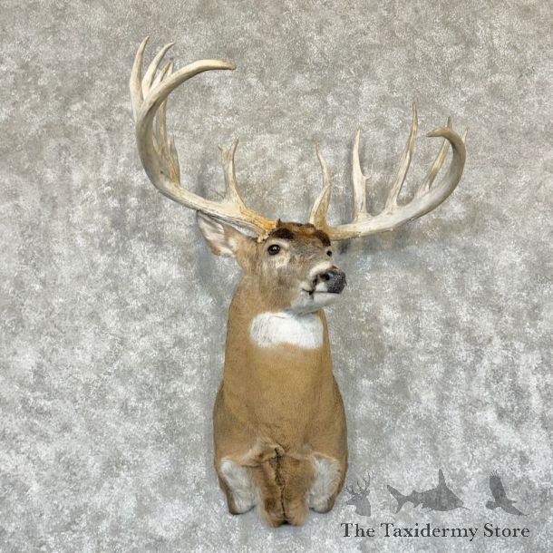Whitetail Deer Shoulder Mount For Sale #29177 @ The Taxidermy Store