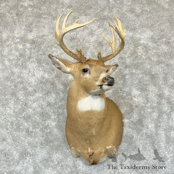 Whitetail Deer Shoulder Mount For Sale #27153 @ The Taxidermy Store