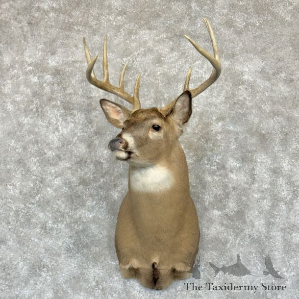Whitetail Deer Shoulder Mount For Sale #28150 - The Taxidermy Store