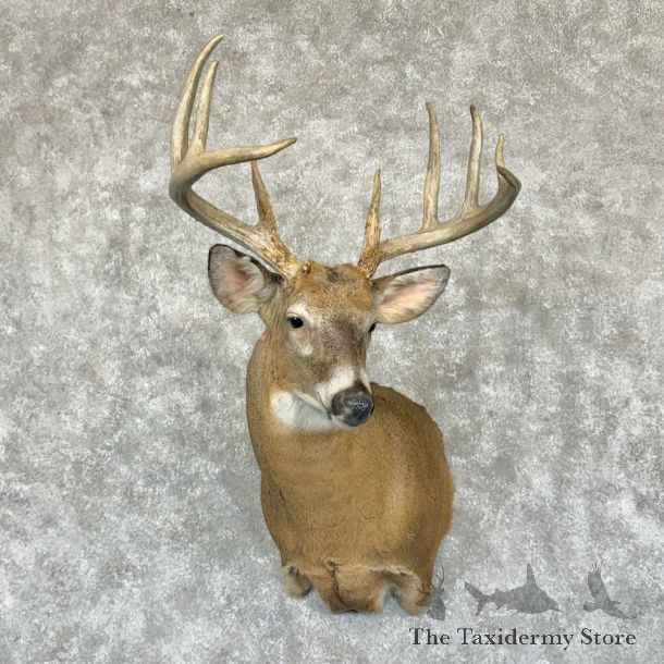 Whitetail Deer Shoulder Mount For Sale #29169 @ The Taxidermy Store