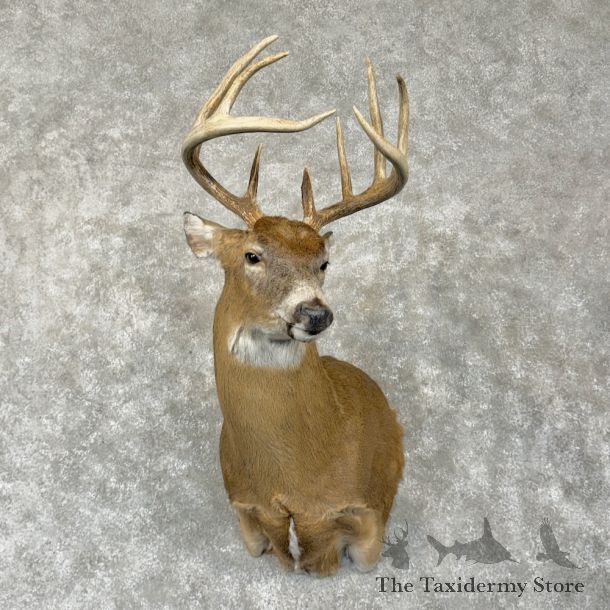 Whitetail Deer Shoulder Mount For Sale #25867 @ The Taxidermy Store