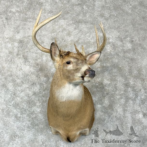 Whitetail Deer Shoulder Mount For Sale #29288 - The Taxidermy Store