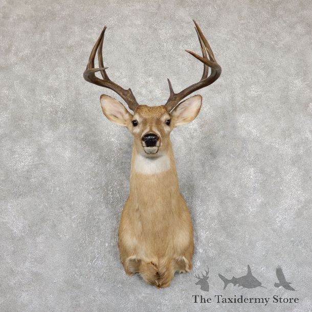 Whitetail Deer Shoulder Mount #Whitetail Deer Shoulder Mount #19550 For Sale @ The Taxidermy Store