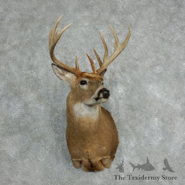 Whitetail Deer Shoulder Taxidermy Mount For Sale #18063 @ The Taxidermy Store.jpg