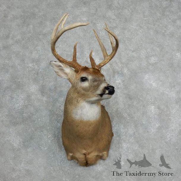 Whitetail Deer Shoulder Taxidermy Mount For Sale #18066 @ The Taxidermy Store.jpg