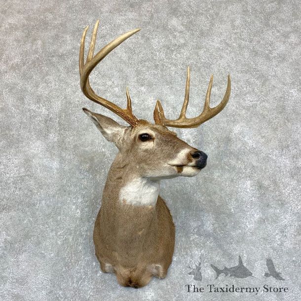 Whitetail Deer Shoulder Taxidermy Mount #21743 For Sale - The Taxidermy Store
