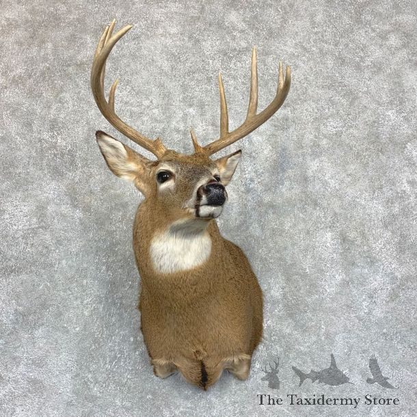 Whitetail Deer Shoulder Taxidermy Mount #21744 For Sale - The Taxidermy Store