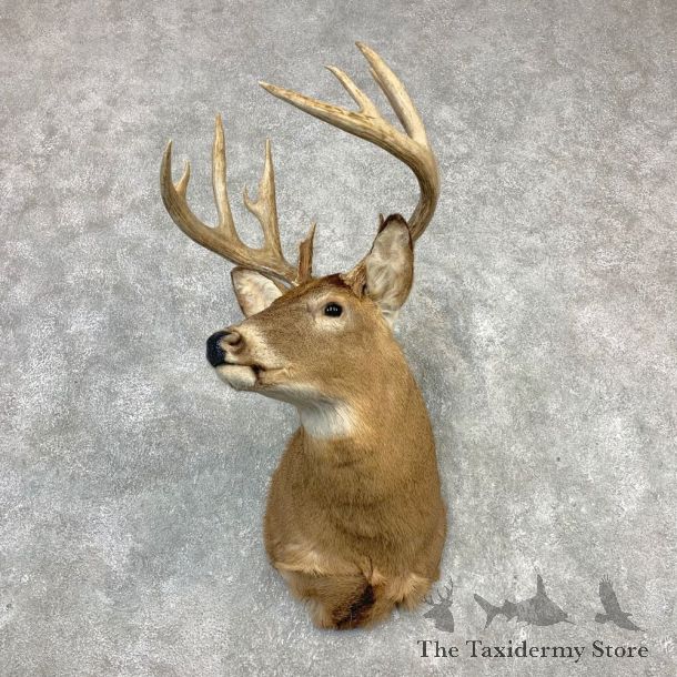 Whitetail Deer Shoulder Taxidermy Mount #21982 For Sale - The Taxidermy Store