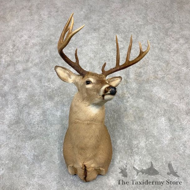 Whitetail Deer Shoulder Taxidermy Mount #21983 For Sale - The Taxidermy Store